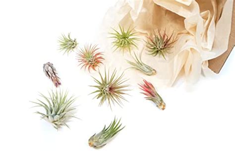 Pack Assorted Ionantha Air Plants Wholesale And Bulk Succulents