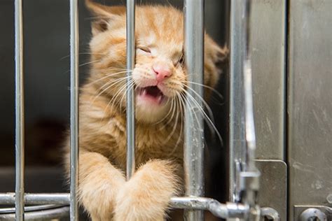 How To Help Animals Affected By Hurricane Harvey Catster