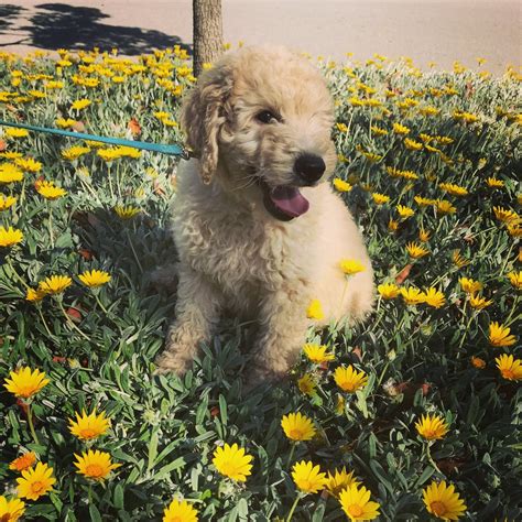 The Best Goldendoodle Breeders In California For A Loving Companion