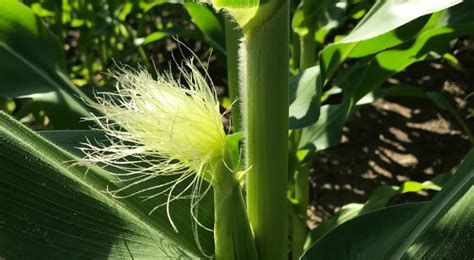 Record Silkingtasseling Dates For Corn Fields Morning Ag Clips