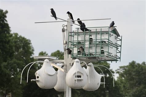 Supplemental Feeding of Purple Martins Saves Lives - Michigan Audubon