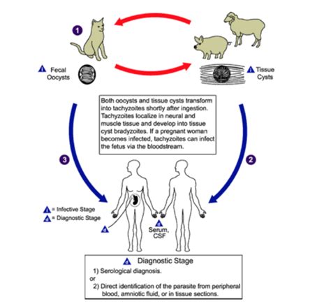 Protozoa Toxoplasmosis Toxoplasma Gondii Flashcards Quizlet