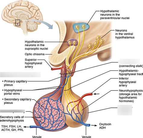 Hypothalamus Pituitary Axis. A&P2 Lab Exam 2 Notes Diagram | Quizlet