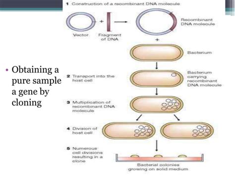 Gene cloning | PPT