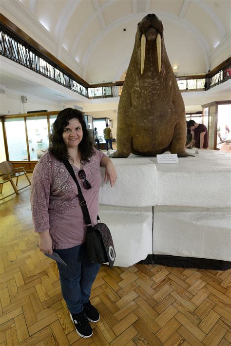 Walrus In The Horniman Museum Albionphoto Flickr