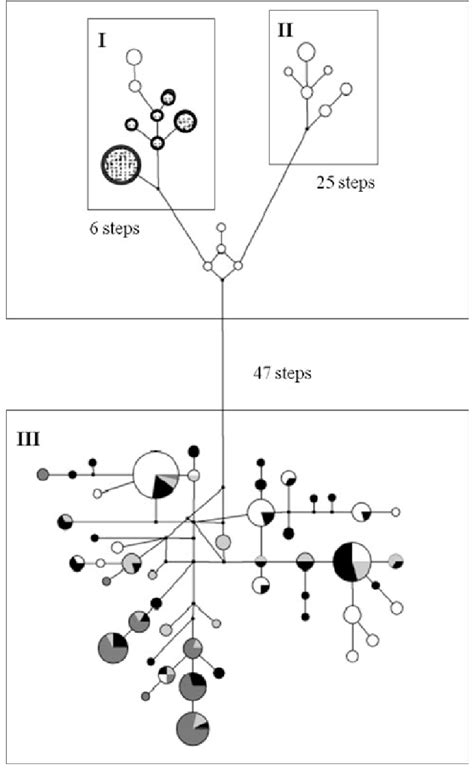 Median Joining Network Of Mtdna Control Region Haplotypes For