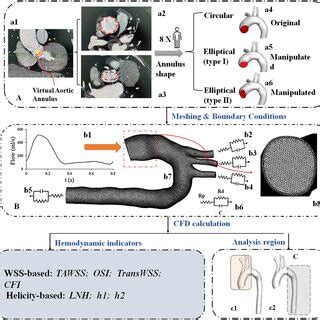 Original aortic arches with circular annules and the elliptical annulus ...