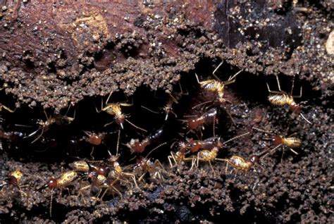 How To Get Rid Of Ants In The House Tips And Tricks From The Pros Precise Termite And Pest Control