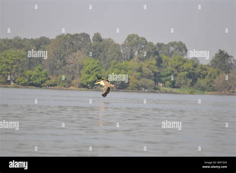 Pelican birds on lake Tana Stock Photo - Alamy