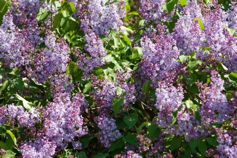 Lilac Bush Plant Care Growing Guide