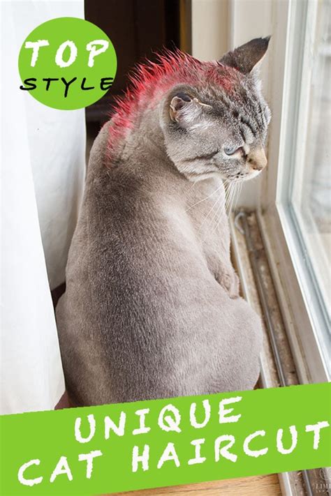 15 Unique Cat Haircuts Styles Cats In Care