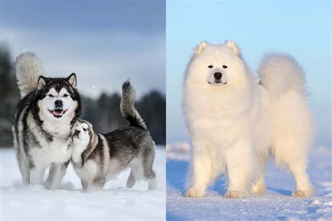 Alaskan Malamute Vs Samoyed Whats The Difference • Hellobark