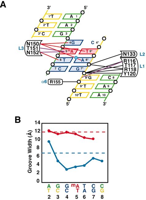 The ProteinDNA Interactions And The DNA Distortion In The