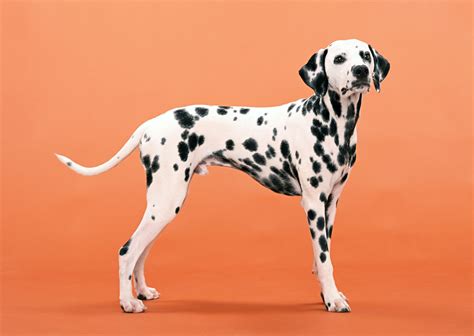 Are Dalmatians Rare