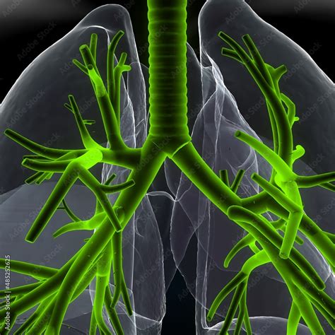 3d Illustration Of Human Body Larynx Trachea Bronchi Anatomy Stock