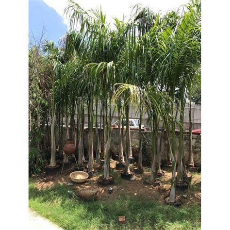 Bottle Palm Trees At Best Price In Jaipur Rajasthan Shubhavi