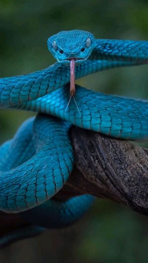 La Vip Re Arboricole Bleue Trimeresurus Insularis Animaux Vip Re