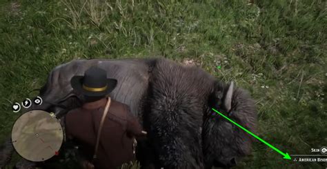 Where to find a bison in Red Dead Redemption 2. Excellent bison skin ...