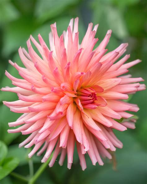 Dahlia Preference Tubers — Buy Online At Farmer Gracy Uk