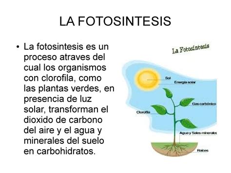 Informacion De La Fotosintesis En Las Plantas Imagesee