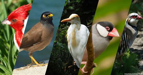 Maui Bird Watching Guide