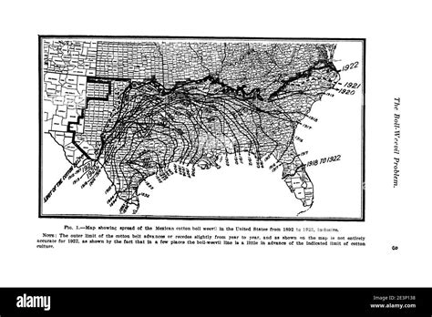 Boll weevil cotton Black and White Stock Photos & Images - Alamy