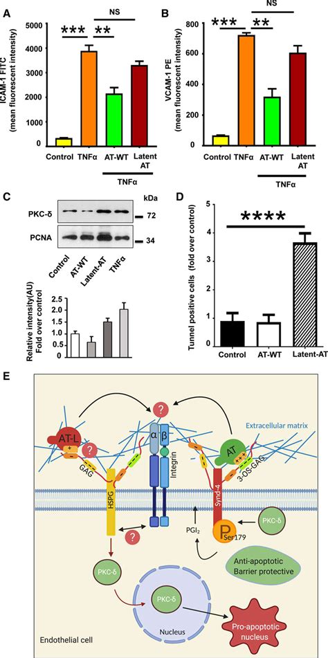 Pkc Protein Kinase C δ Modulates At Antithrombin Signaling In