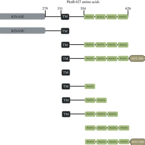 Schematic Representation Of Possible Mechanisms Of Pknb Pasta Mediated