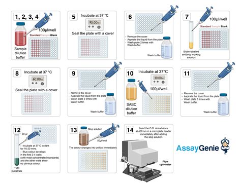 Elisa Assay Principles Protocols And Kits Assay Genie