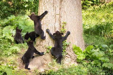 Cute Black Bear Cubs