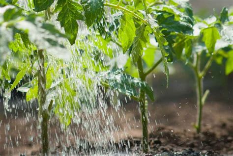 Калийные удобрения для томатов: названия, обзор народных средств и ...