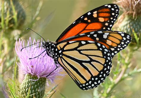 Monarch butterflies, monarch caterpillars, moths, etc. | Nikon Cafe