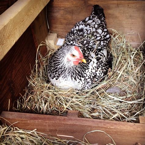 Complete Guide To Hatching Chicks With A Broody Hen Chickens And More