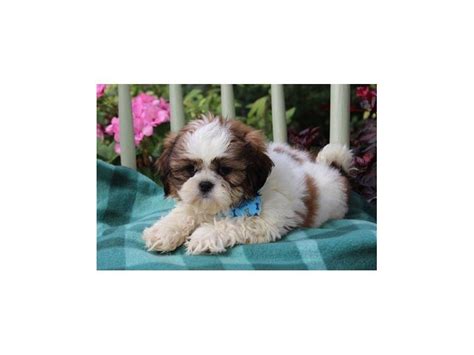 Shih Tzu-DOG-Male-Gold / White-1878182-My Next Puppy