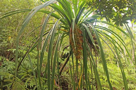 Sararanga Philippinensis Pandanaceae Image At Phytoimages Siu Edu