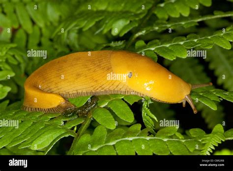 Banana Slug Hi Res Stock Photography And Images Alamy