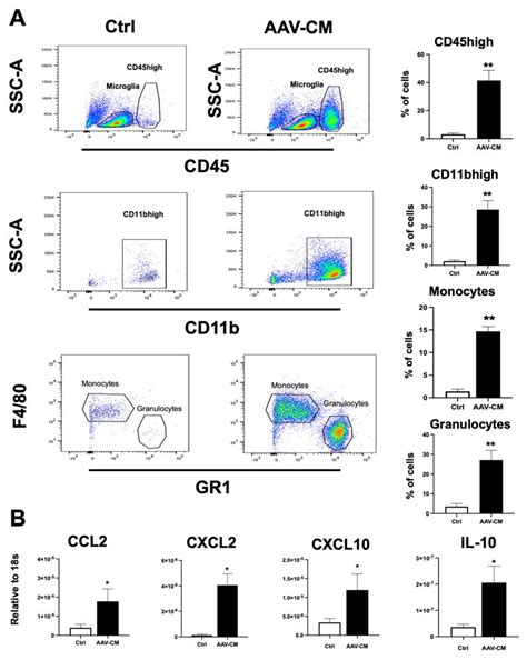 Ijms Free Full Text Targeting Signaling Pathway Downstream Of Rig I