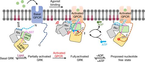 A Generalized Model For Grk Activation By Anionic Lipids And Activated