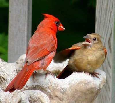 Wisconsin Bound: Cardinal Father feeding his baby....