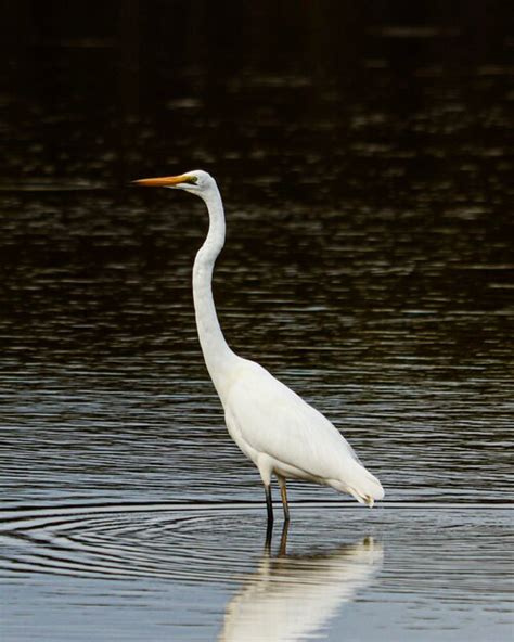 Premium Photo Bird On A Lake