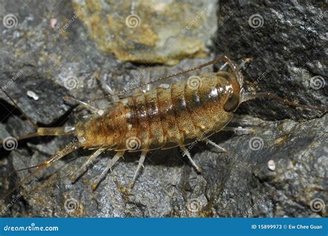 Sea louse stock image. Image of oceanica, antennae, tiny - 15899973