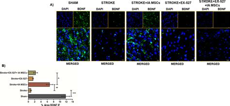 A Representative Immunofluorescence Images Showing Expression Of Bdnf