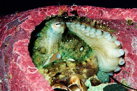 How Octopuses Use Their Suction Cups to Taste Through Touch | WIRED