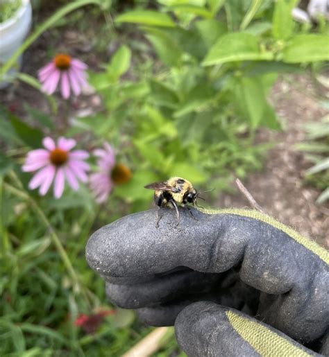 Who Are Our Pollinators The College Of Wooster Pollinator Plots