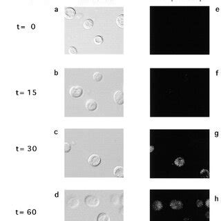 Immunolocalization Of Vid P Wild Type Cells Expressing The Ha Vid P