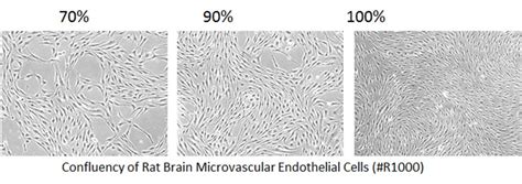 Technical Tips For Successful Primary Cell Culture Sciencell