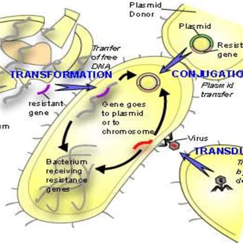 Pmra Pmrb And Phop Phoq Two Component Regulatory Systems From Falagas