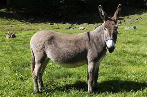 donkey wallpaper  images