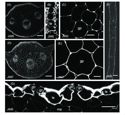 Immunofluorescence Micrographs Of Transverse Sections Cut From A