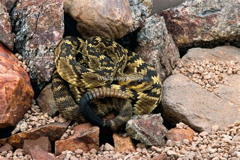 Crotalus Molossus